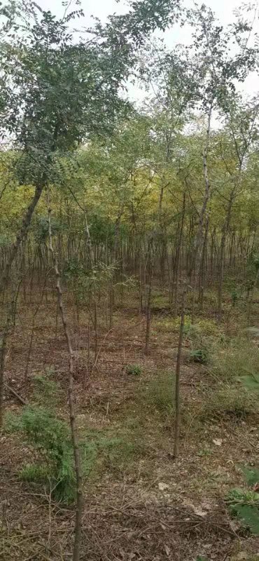 皂角圖片/皂角樣板圖 (3)