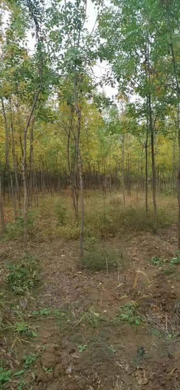 白蠟圖片/白蠟樣板圖 (4)