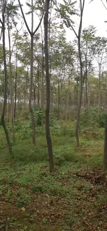 臭椿圖片/臭椿樣板圖 (2)