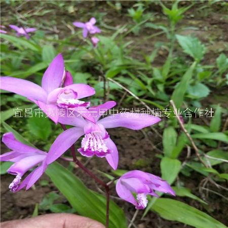 白芨種植效益分析圖片/白芨種植效益分析樣板圖 (2)