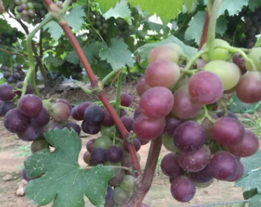 葡萄苗價(jià)格圖片/葡萄苗價(jià)格樣板圖 (1)