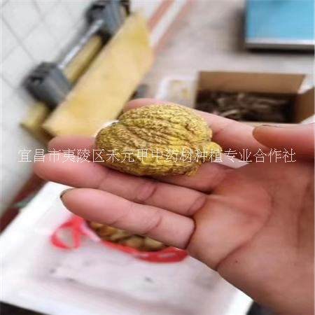 金果欖地苦膽青牛膽種苗種子塊莖圖片/金果欖地苦膽青牛膽種苗種子塊莖樣板圖 (1)