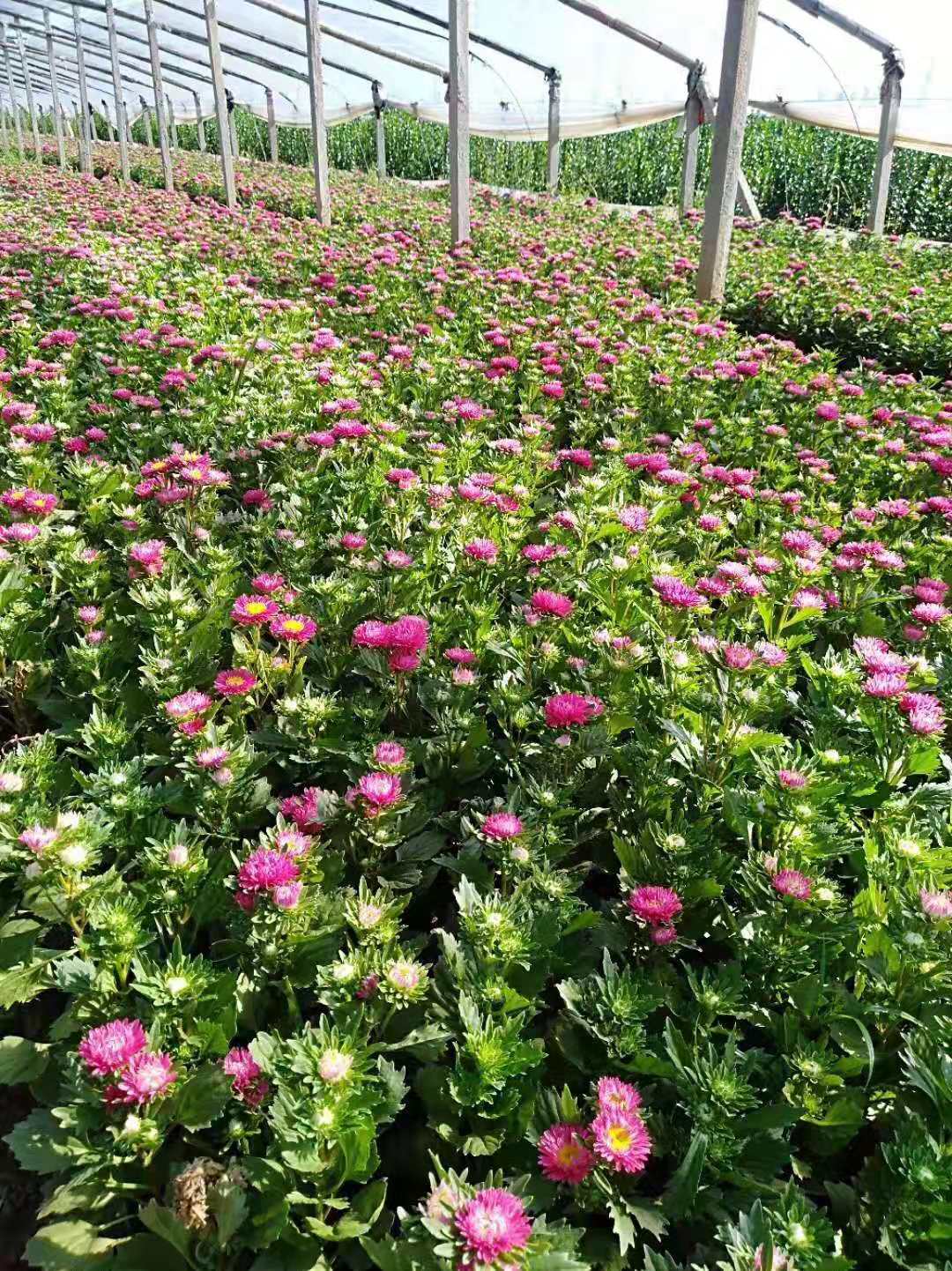 翠菊圖片/翠菊樣板圖 (4)