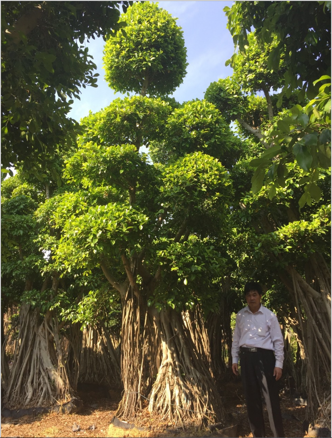 樹盆景圖片/樹盆景樣板圖 (2)