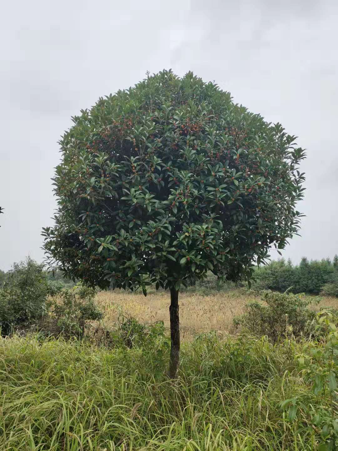 批发红桂花树湖南省批发红桂花树