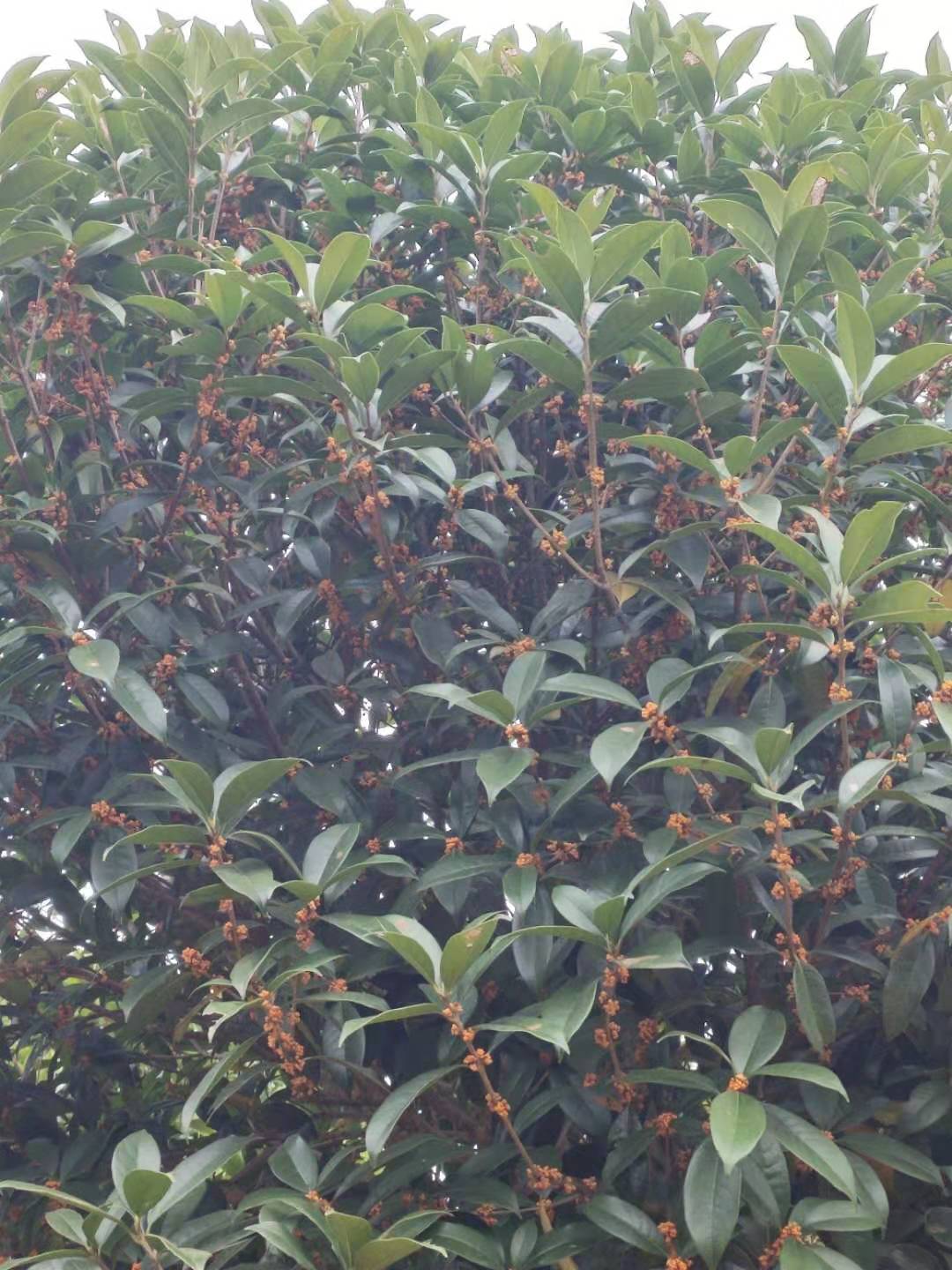 桂花樹圖片/桂花樹樣板圖 (2)