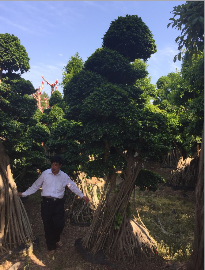 樹盆景圖片/樹盆景樣板圖 (4)