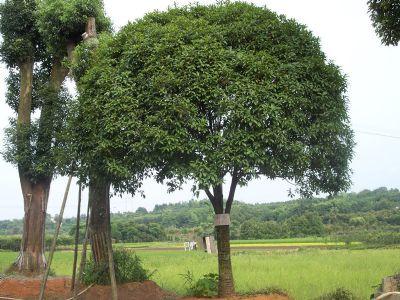 桂花圖片/桂花樣板圖 (4)