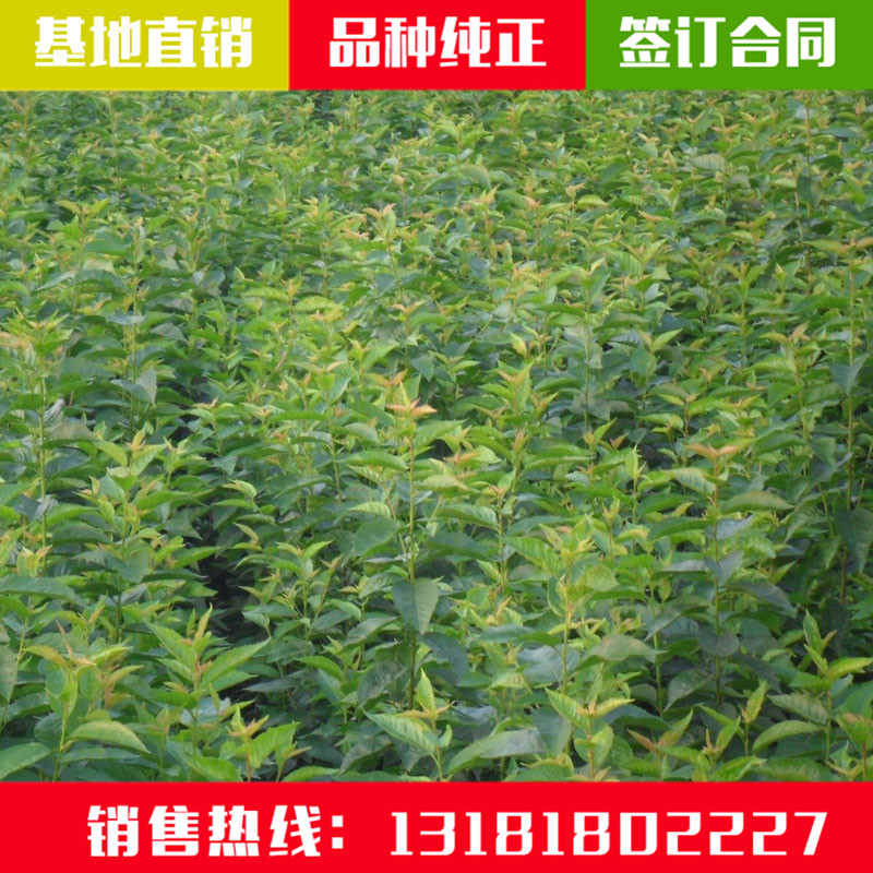 櫻桃苗廠家圖片