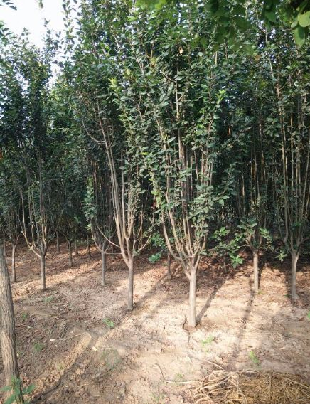 海棠圖片/海棠樣板圖 (3)