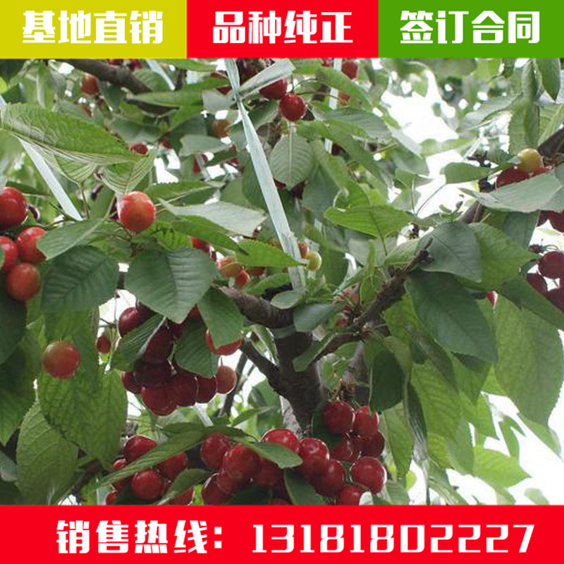 櫻桃苗價格圖片/櫻桃苗價格樣板圖 (4)