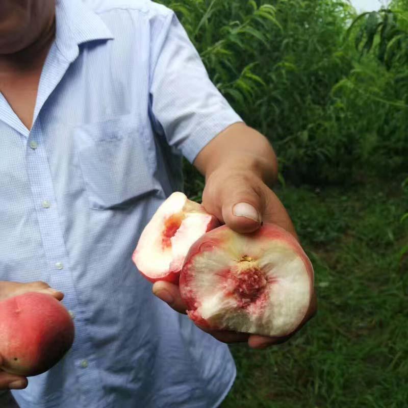 油蟠桃廠家供應(yīng)