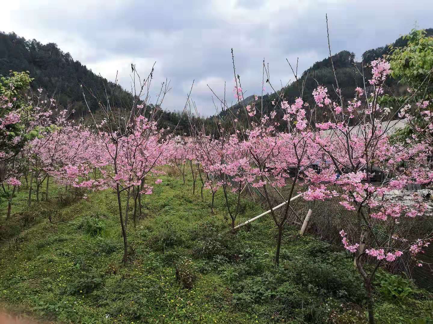 广西红粉佳人樱花、种植、基地、批发【福建三明牡丹樱花专业种植】