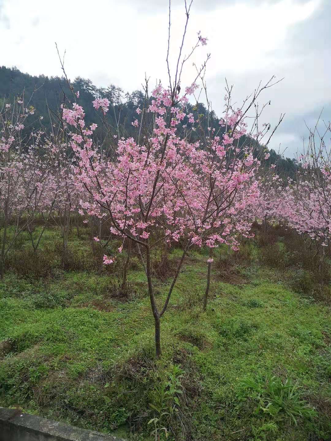 江苏红粉佳人樱花、种植、基地、批发【福建三明牡丹樱花专业种植】