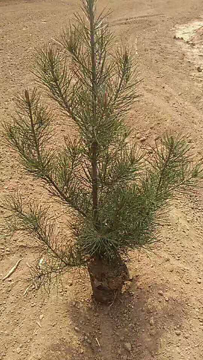 杯苗白皮松圖片