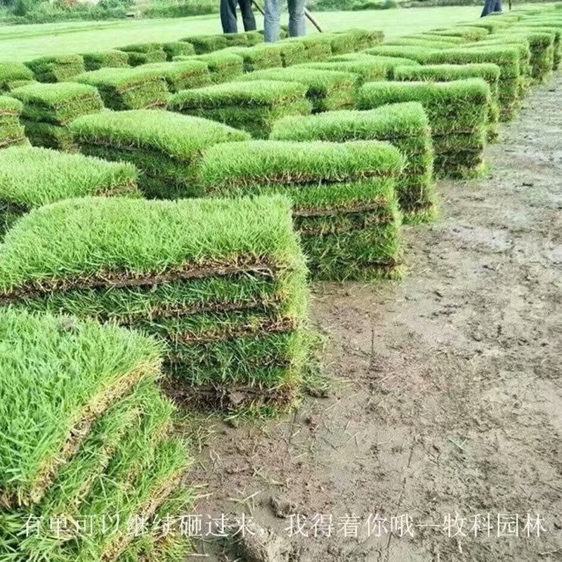 湖南马尼拉草皮 马尼拉草皮价格 马尼拉草皮