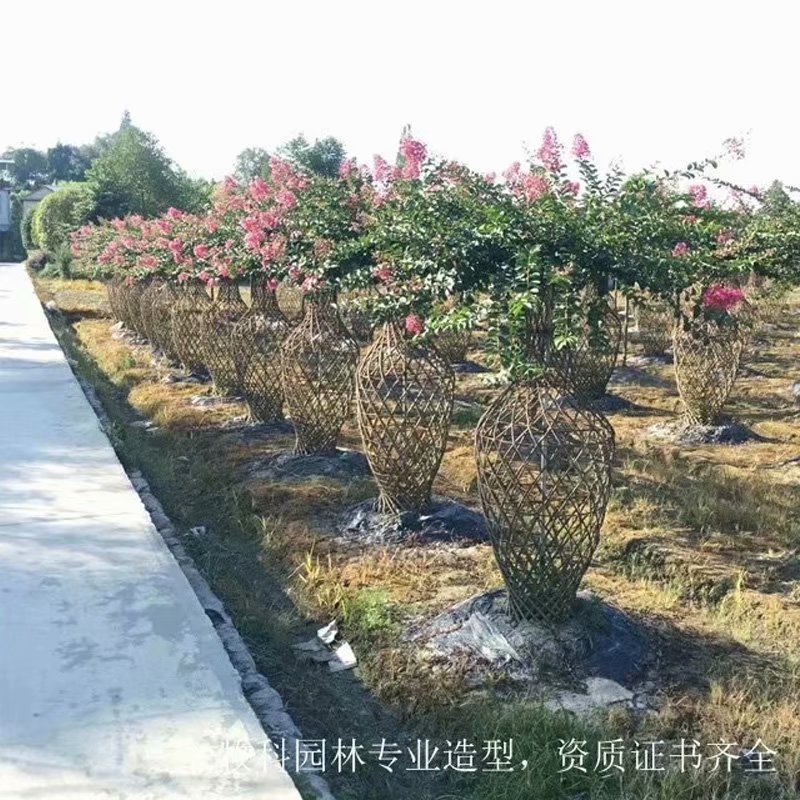 永州市造型苗木树厂家湖南造型苗木树