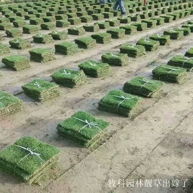 马尼拉草皮多少一平方马尼拉草皮多少一平方 马尼拉草皮基地 马尼拉草皮价格