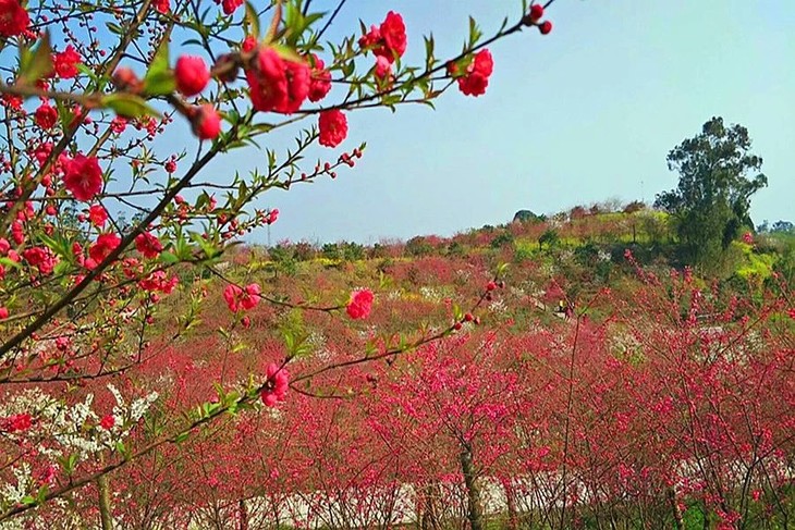 河南台湾牡丹樱花、种植、基地、批发【福建三明牡丹樱花专业种植】