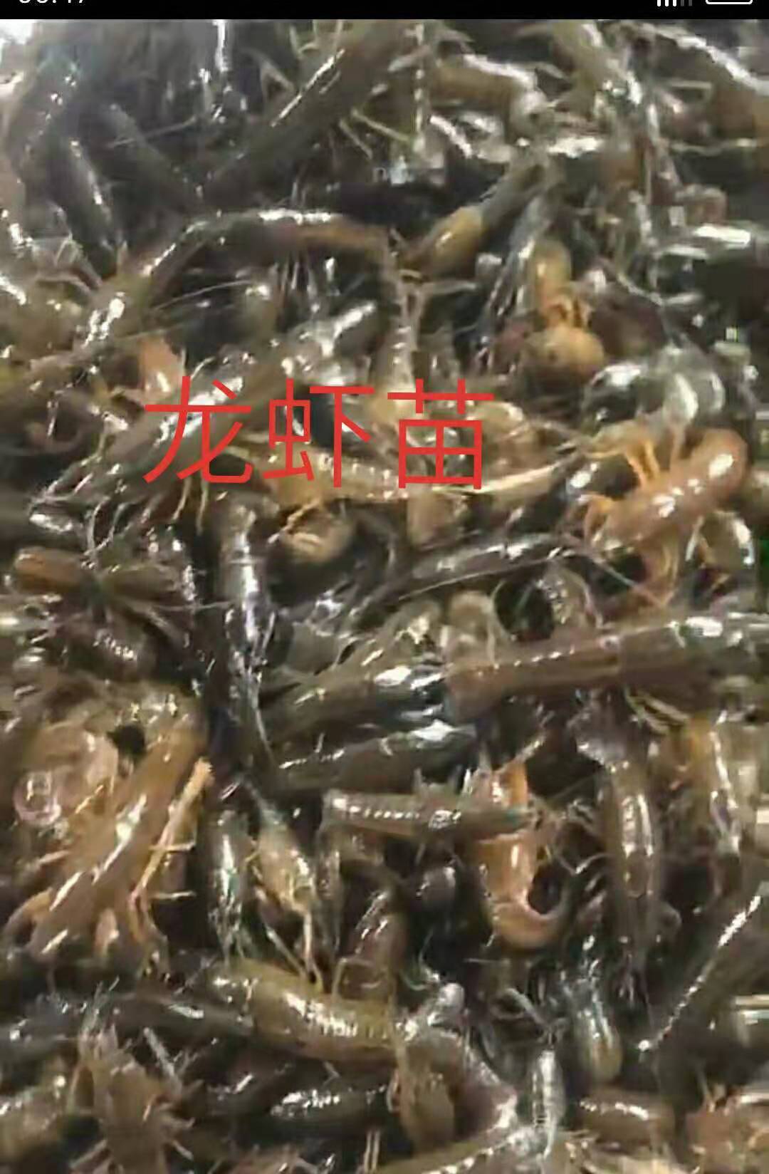 龍蝦苗養(yǎng)殖價(jià)格圖片/龍蝦苗養(yǎng)殖價(jià)格樣板圖 (2)