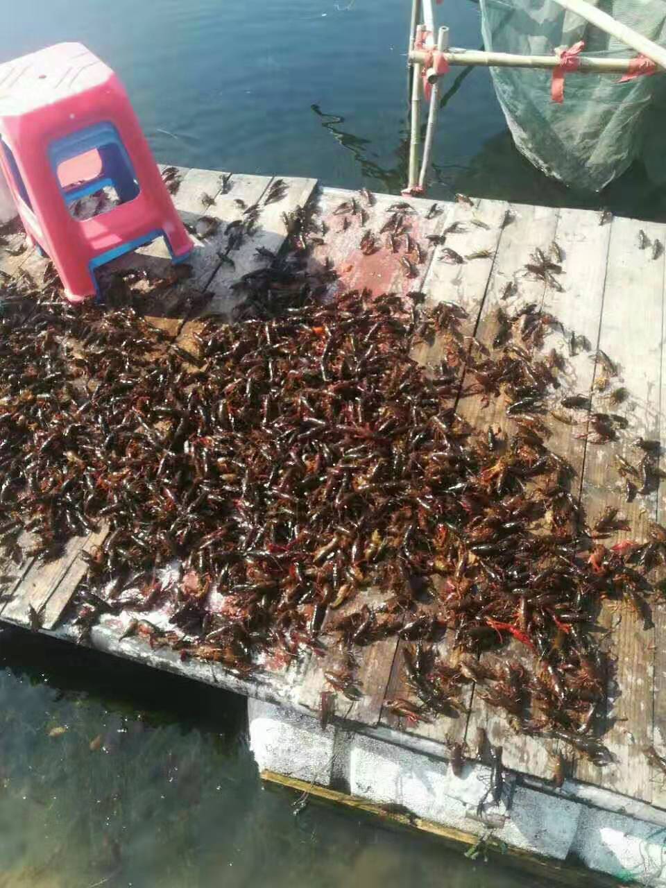 龍蝦苗養(yǎng)殖價(jià)格圖片