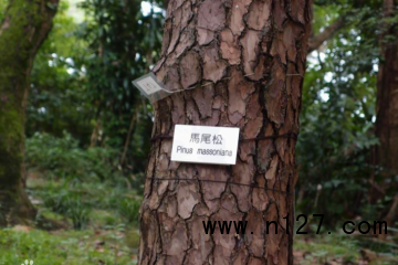 马尾松树 湖南马尾松树种植基地 哪里有马尾松树种苗卖图片