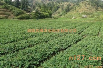 金銀花價格圖片/金銀花價格樣板圖 (3)