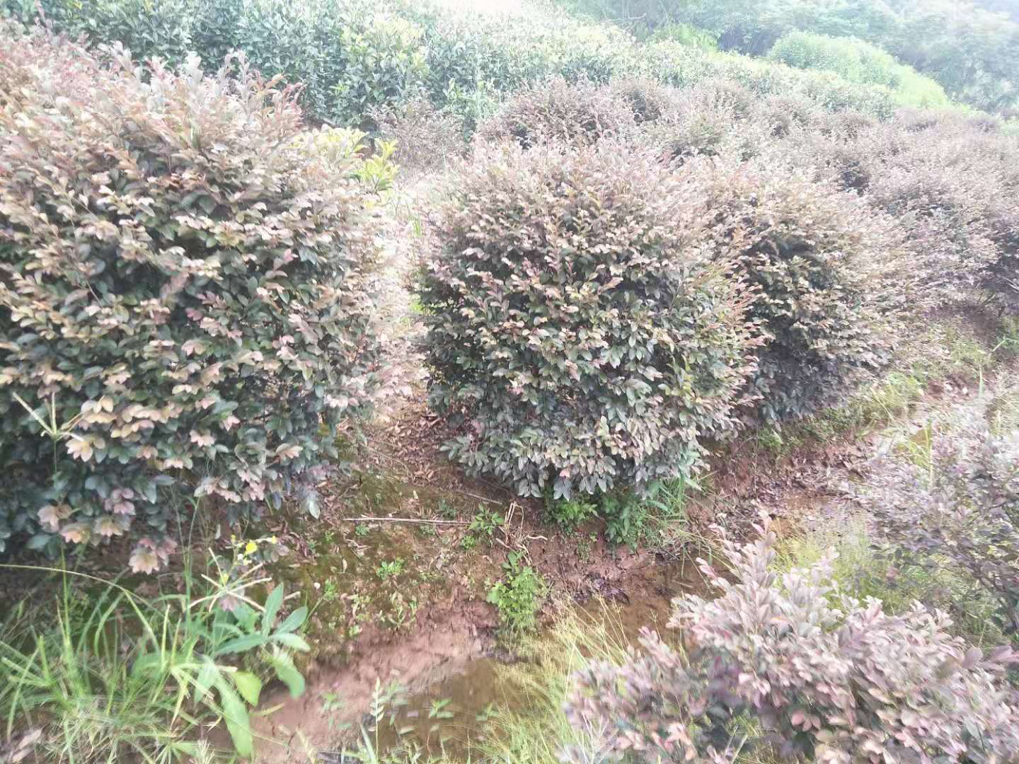 湖南紅繼木球種植基地 紅繼木球哪里的有賣 紅繼木球批發(fā) 紅繼木球
