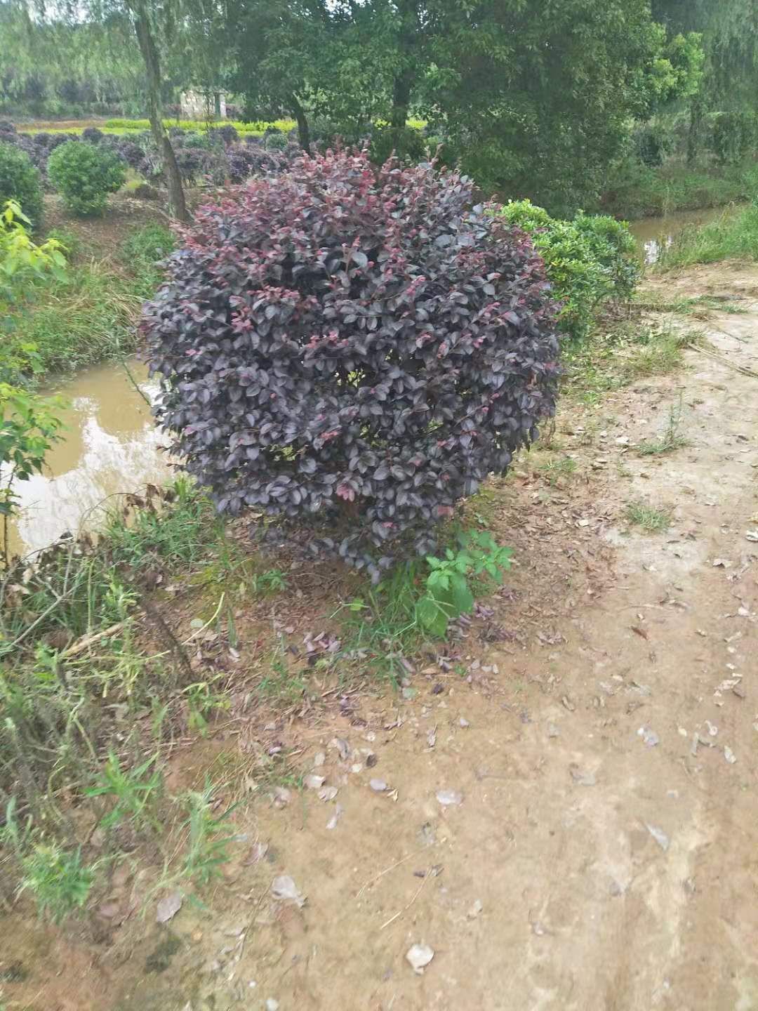 木球圖片/木球樣板圖 (2)