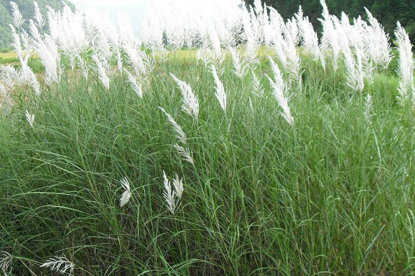廣東陽江野芒草種子基地圖片