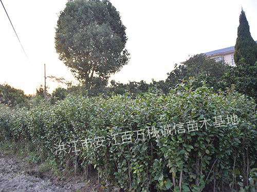 湖南怀化洪江市双茶花-湖南双茶花种植基地批发价格【洪江市安江镇百万株诚信苗木基地】图片