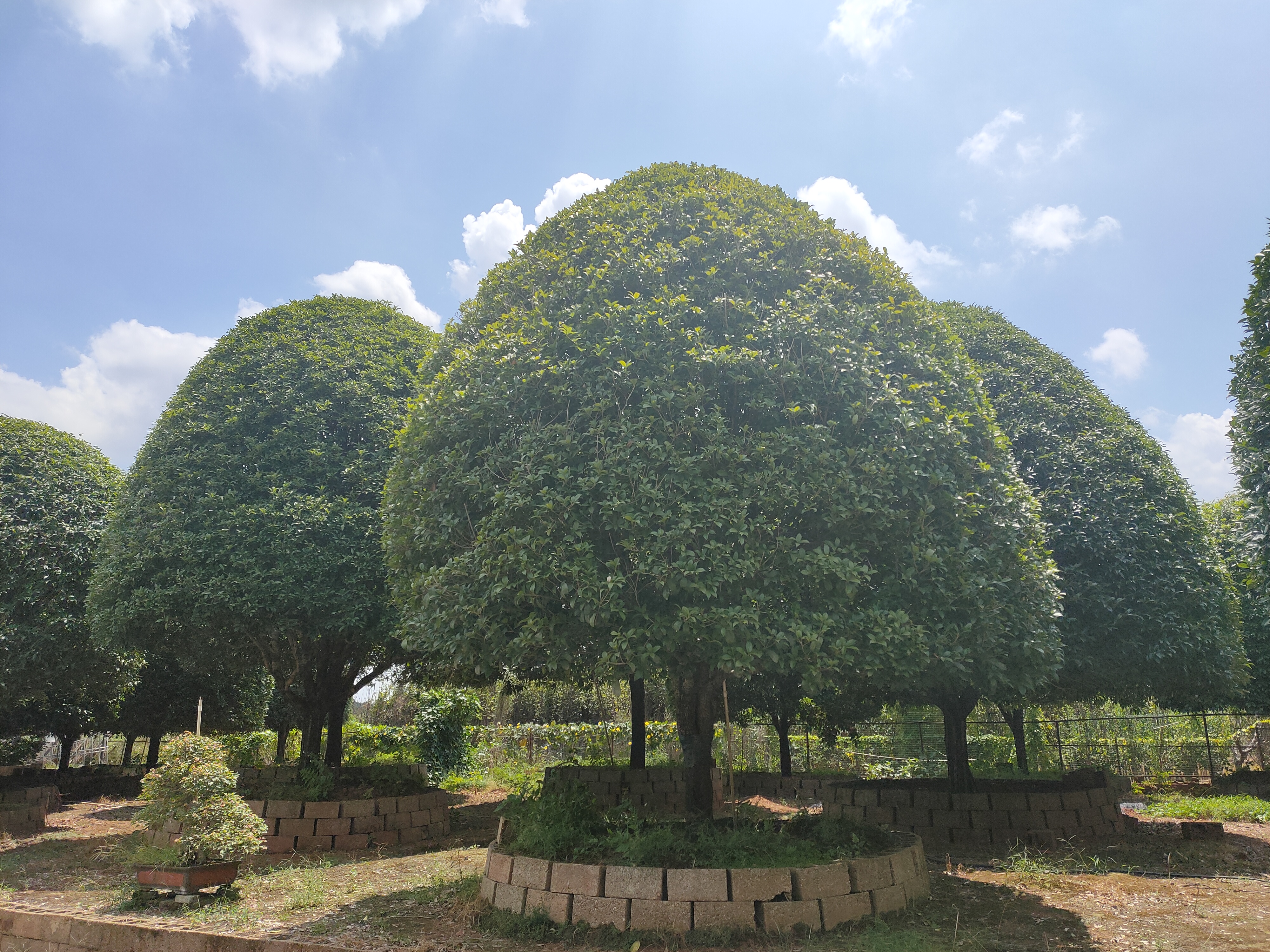 精品桂花树，基地直销，价格低（长沙县希望花卉苗木专业合作社） 精品桂花树