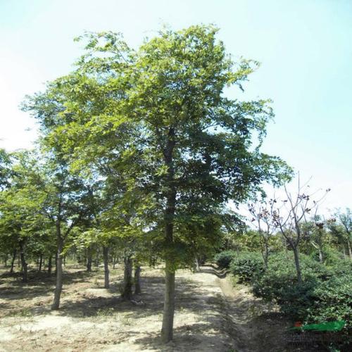 樸樹(shù)種植基地圖片