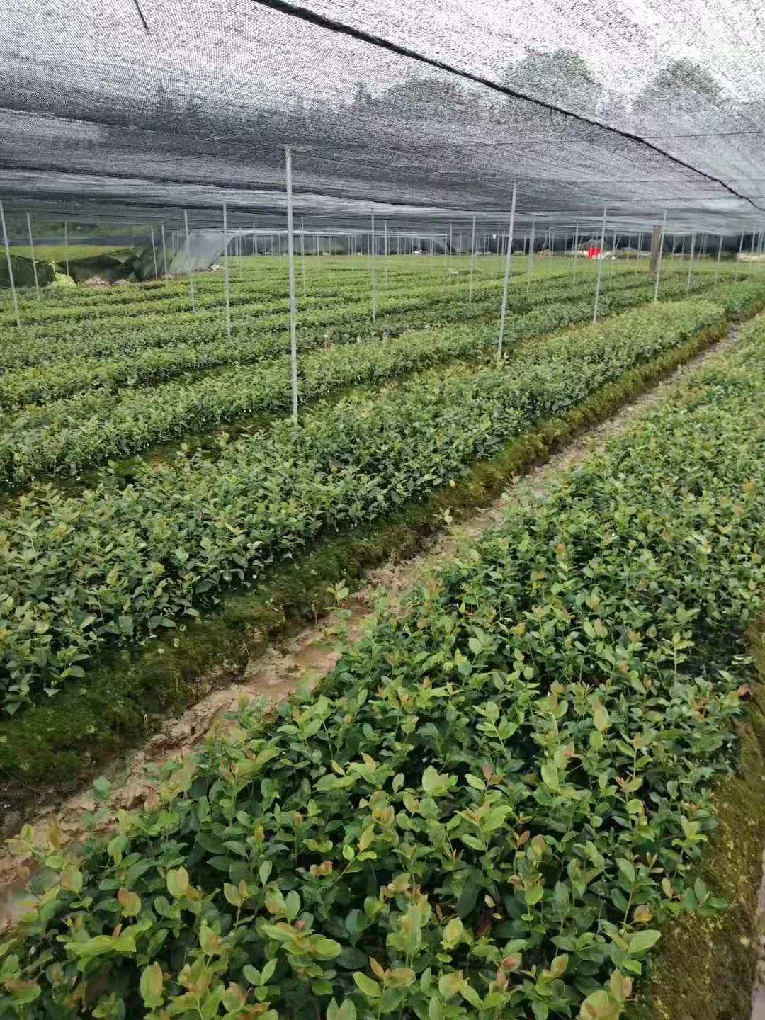 优质高产油茶苗供应商 油茶苗价格图片