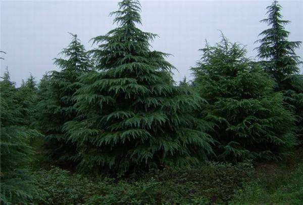 雪松種植基地圖片/雪松種植基地樣板圖 (2)