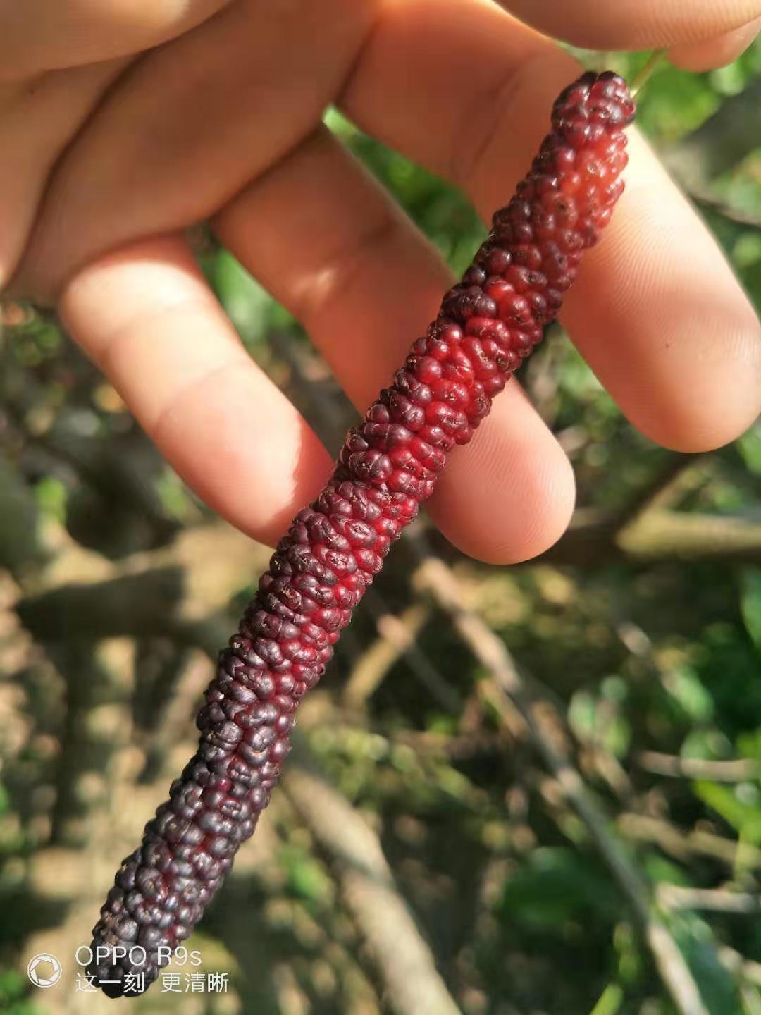 臺灣長果桑種苗圖片