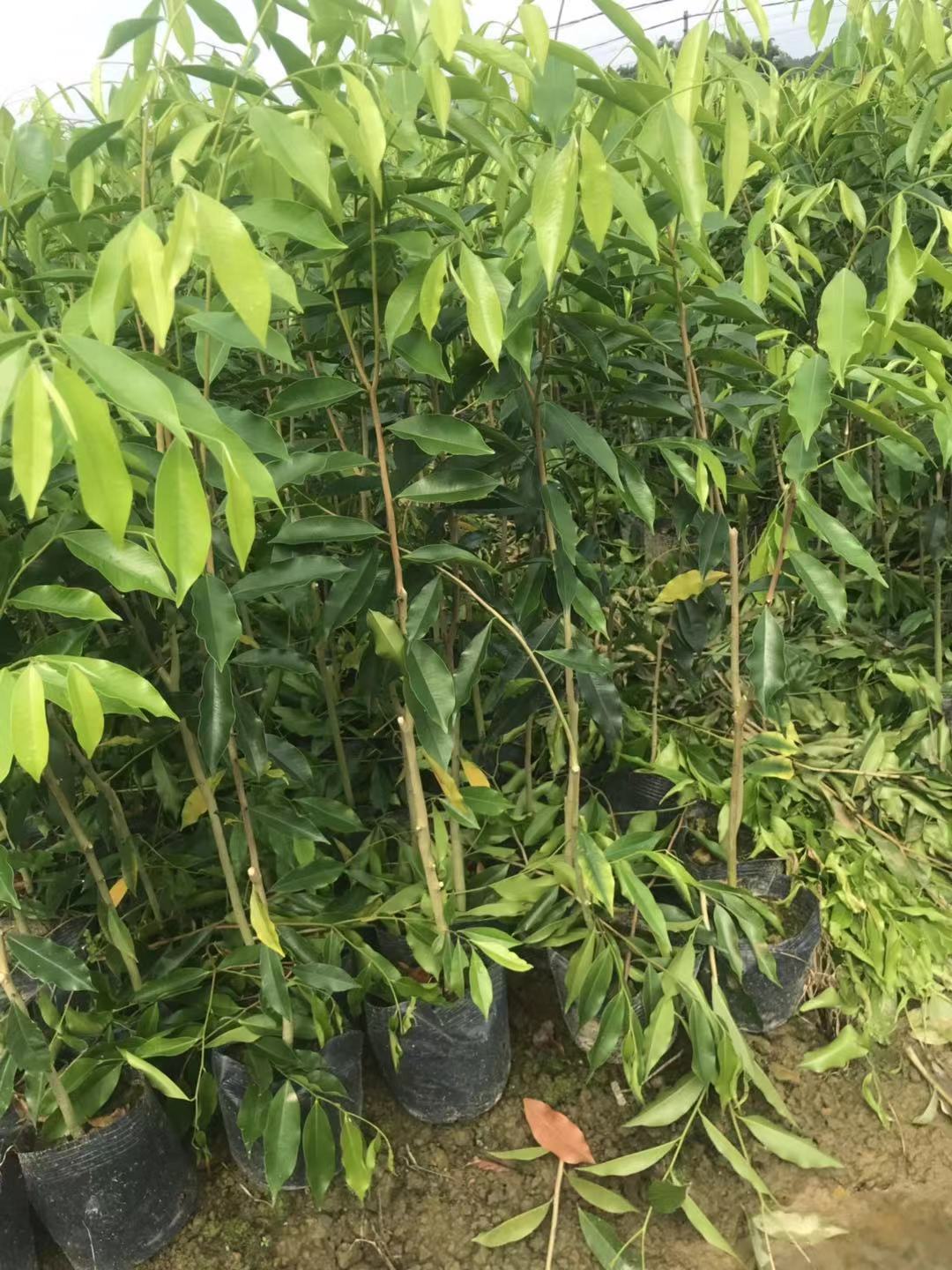 沉香大杯圖片/沉香大杯樣板圖 (4)