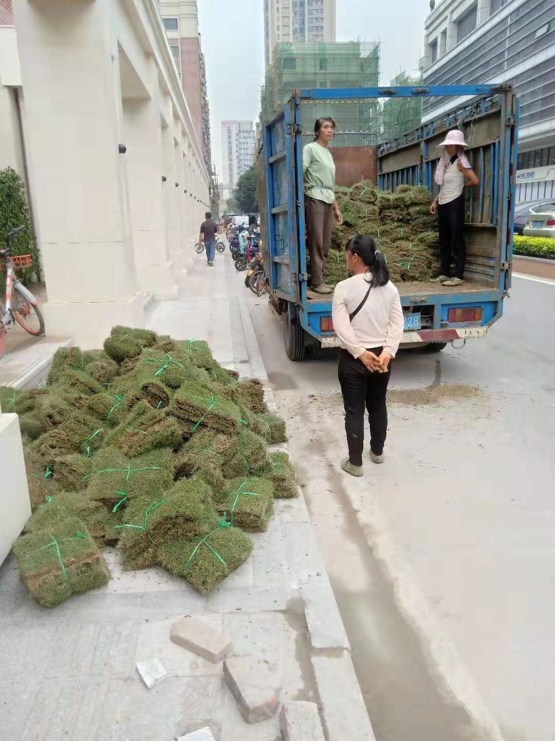 佛山溝葉結(jié)縷草圖片/佛山溝葉結(jié)縷草樣板圖 (1)