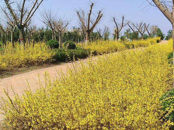 河北連翹、種植、基地、批發(fā)、優(yōu)質(zhì)供應商【曲陽縣穎坤帆苗圃場】圖片