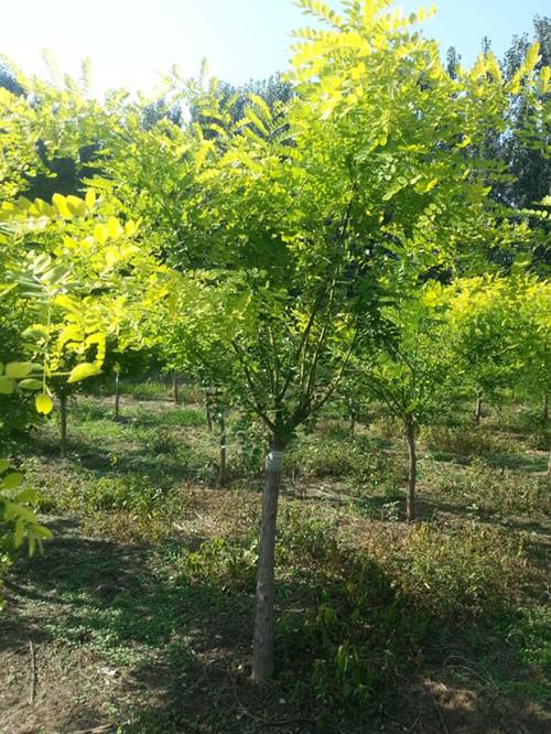 美植袋矮桿金葉槐圖片/美植袋矮桿金葉槐樣板圖 (2)
