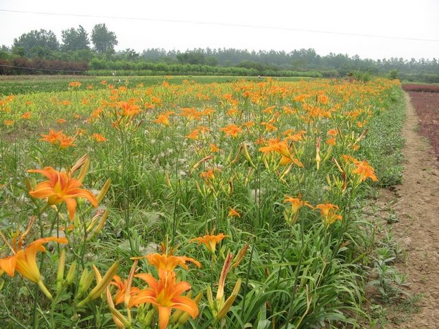 河北大花萱草、种植、基地、批发、直销商【曲阳县颖坤帆苗圃场】