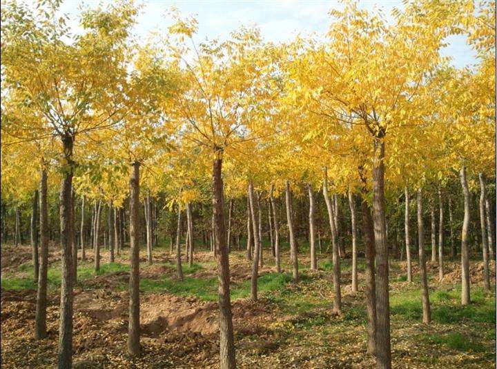 美植袋矮杆金枝槐、种植、基地、批发【曲阳县颖坤帆苗圃场】图片