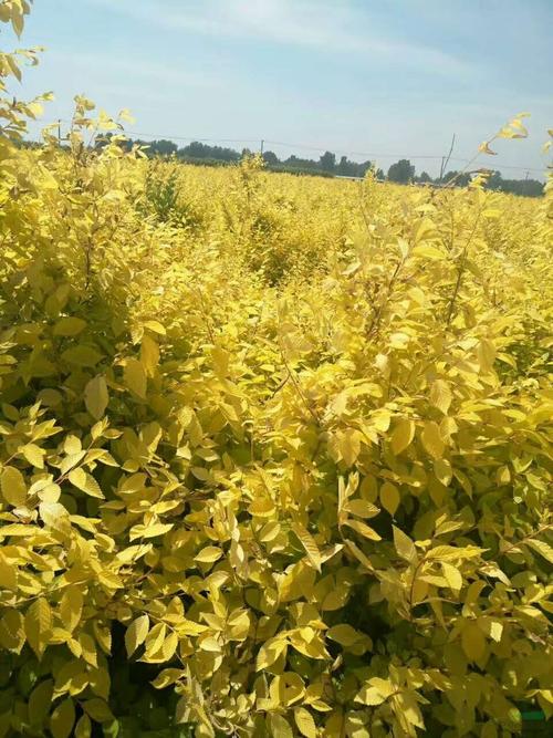 保定市美植袋矮杆金叶榆厂家河北美植袋矮杆金叶榆、种植、基地、批发、价格【曲阳县颖坤帆苗圃场】