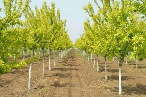 河北金葉復(fù)葉槭、種植、基地、批發(fā)、銷售【曲陽縣穎坤帆苗圃場】圖片