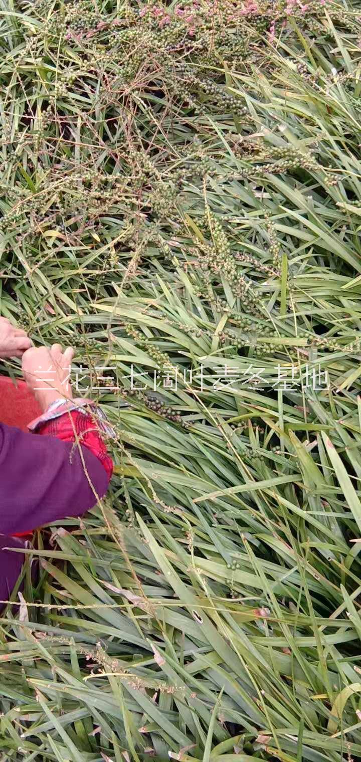闊葉麥冬圖片
