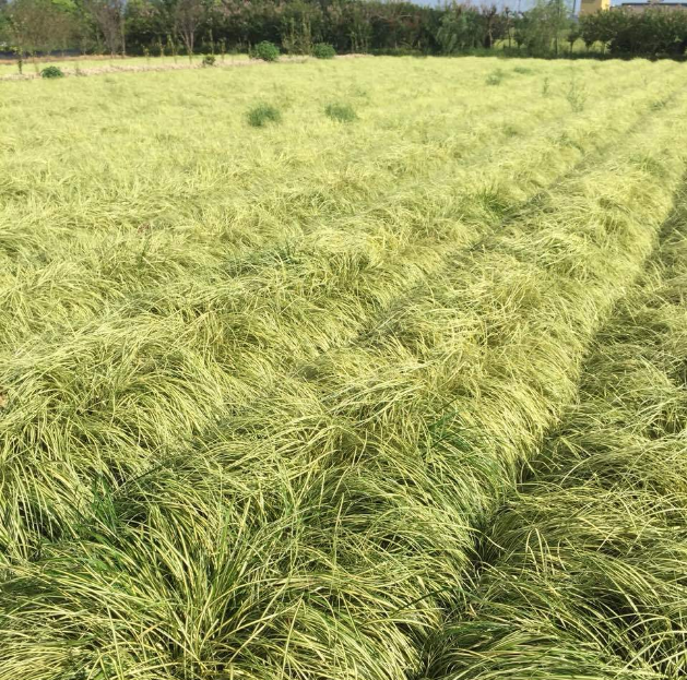 金叶苔草苗木 厂商，价格 水生地被直销 多年实地绿化【杭州萧山致力花卉经营部 】