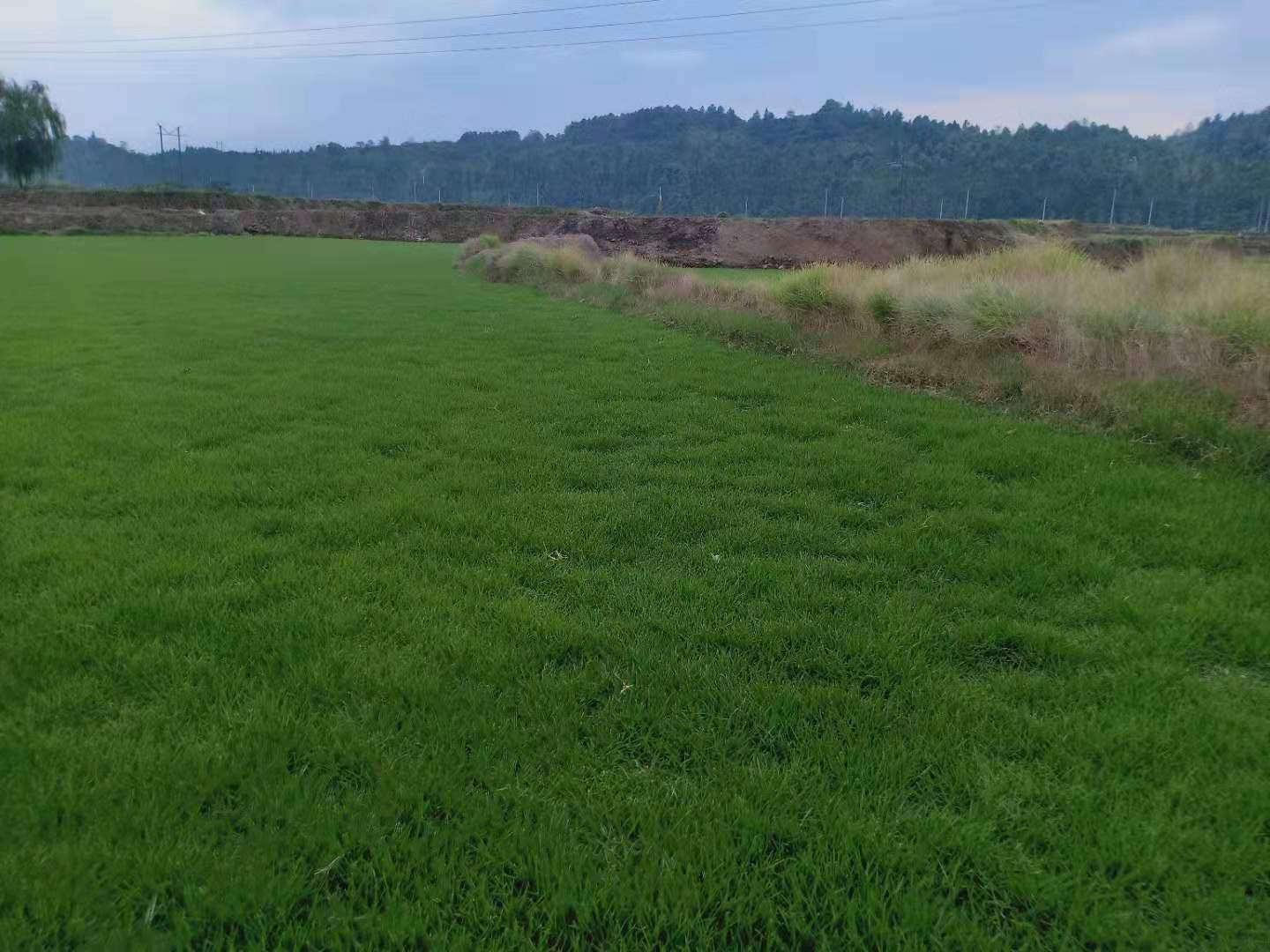 長樂市馬尼拉草種植基地直銷電話，長樂市馬尼拉草坪訂購電話，長樂市馬尼拉草坪銷售電話