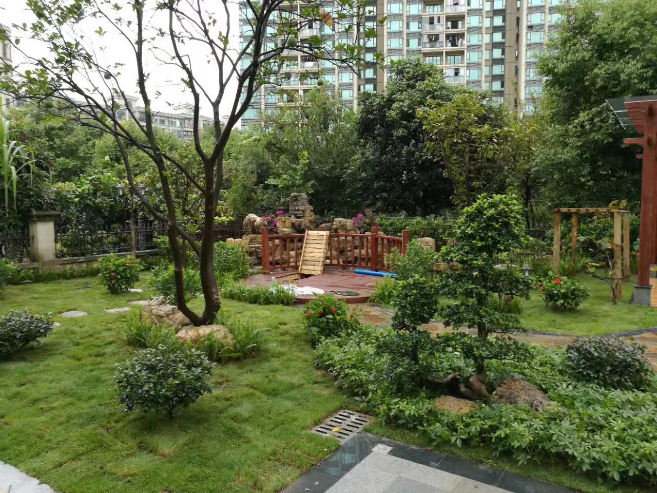 臺灣二號草坪圖片/臺灣二號草坪樣板圖 (4)