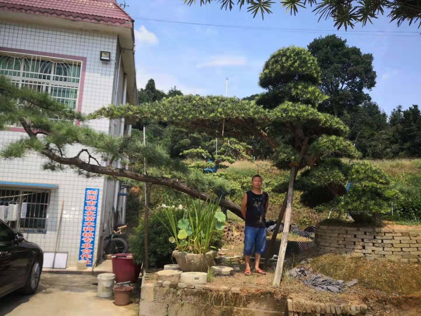 造型羅漢松圖片/造型羅漢松樣板圖 (1)