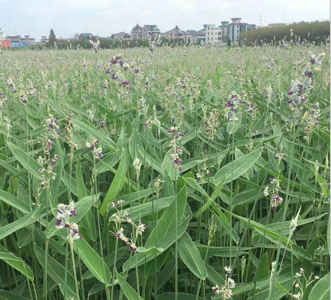 再力花培育基地 电话 价格 净化水质池塘 湿地公园景观植物【杭州萧山致力花卉经营部 】图片